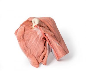 Model of Shoulder Superficial Muscles Brachial Artery