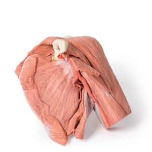 Model of Shoulder Superficial Muscles Brachial Artery
