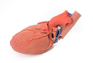 Heart and the Distal Trachea Carina and Primary Bronchi - Image 2