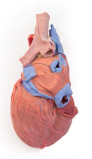 Heart and the Distal Trachea Carina and Primary Bronchi - Image 3