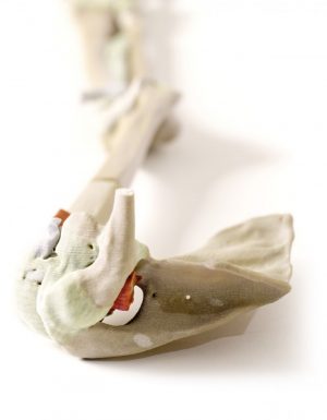 Model of Upper Limb Bones Ligaments - Image 2