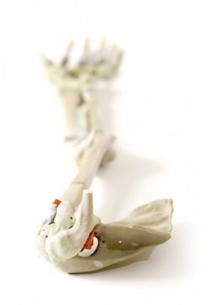 Model of Upper Limb Bones Ligaments - Image 3