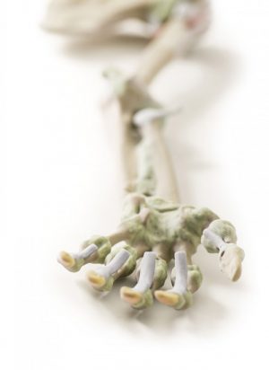 Model of Upper Limb Bones Ligaments