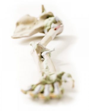 Model of Upper Limb Bones Ligaments - Image 4