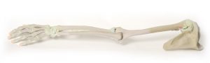 Model of Upper Limb Bones Ligaments - Image 6