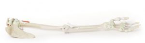 Model of Upper Limb Bones Ligaments - Image 7
