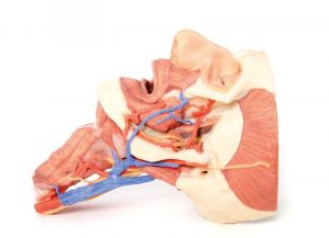 Model of Head and Visceral Column pf the Neck - Image 2