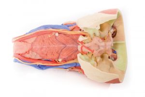 Model of Head and Visceral Column pf the Neck - Image 3