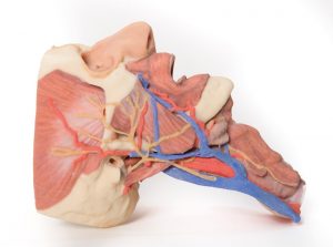Model of Head and Visceral Column pf the Neck