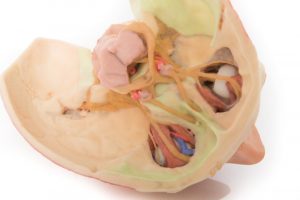 Model of Head and Visceral Column pf the Neck - Image 4