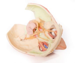 Model of Head and Visceral Column pf the Neck - Image 5