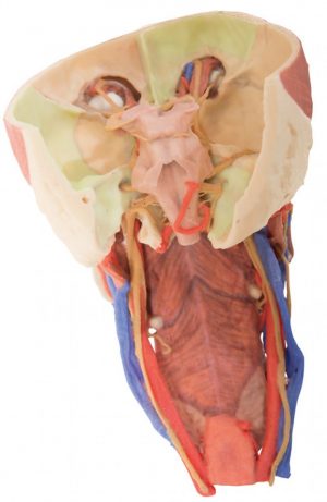 Model of Head and Visceral Column pf the Neck - Image 6