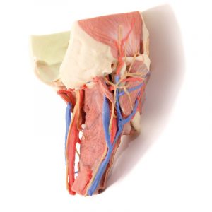 Model of Head and Visceral Column pf the Neck - Image 7