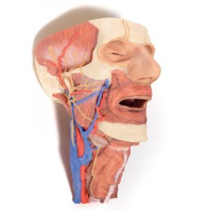 Model of Head and Visceral Column pf the Neck - Image 8