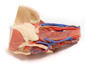 Model of Head and Visceral Column pf the Neck - Image 9