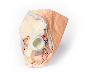 Female Right Pelvis Superficial and Deep Structures - Image 2