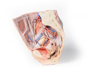Female Right Pelvis Superficial and Deep Structures - Image 3
