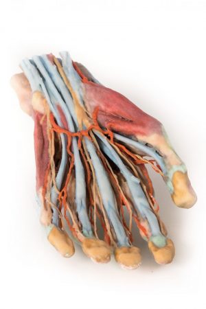 Model of Hand - Image 2