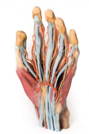 Model of Hand - Image 3