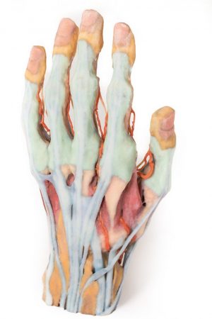 Model of Hand - Image 4