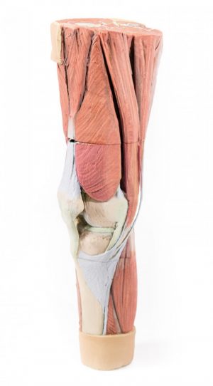 Lower Limb Musculature - Image 10