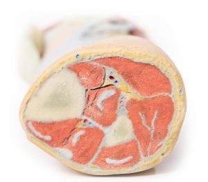 Lower Limb Musculature - Image 2