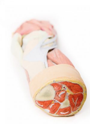 Lower Limb Musculature