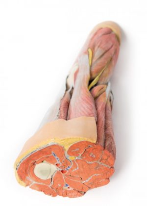 Lower Limb Musculature - Image 4