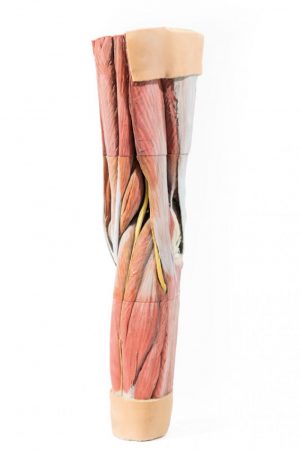 Lower Limb Musculature - Image 6