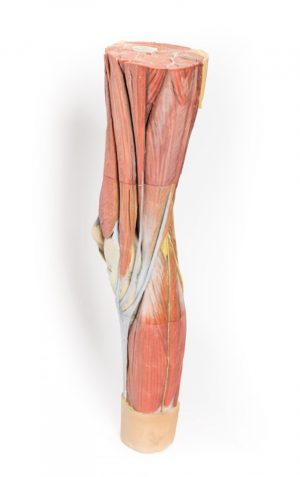 Lower Limb Musculature - Image 7