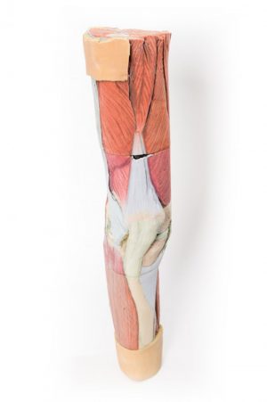 Lower Limb Musculature - Image 9