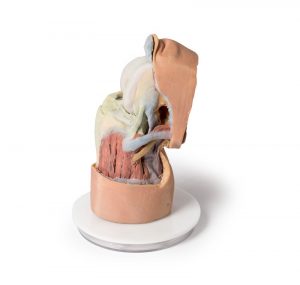 Flexed Knee Joint Deep Dissection AM01281 - Image 2