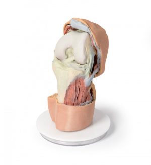 Flexed Knee Joint Deep Dissection AM01281 - Image 3