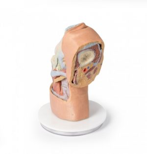 Flexed Knee Joint Deep Dissection AM01281