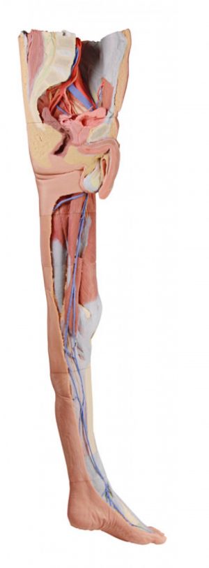 Lower Limb Superficial Dissection - Image 4