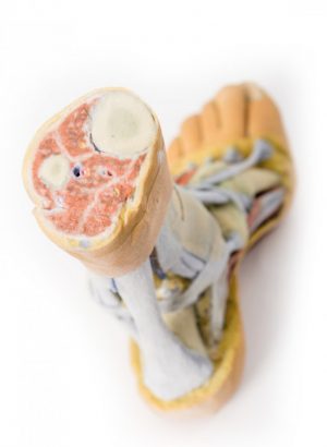 Foot Superficial and Deep Dissection of the Distal Leg and Foot AM01279 - Image 2