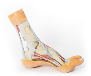 Foot Superficial and Deep Dissection of the Distal Leg and Foot AM01279 - Image 3