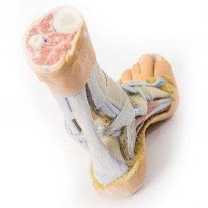 Foot Superficial and Deep Dissection of the Distal Leg and Foot AM01279