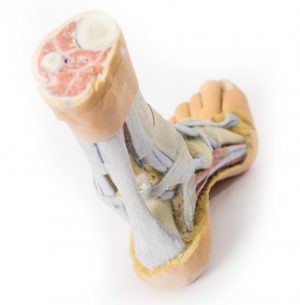 Foot Superficial and Deep Dissection of the Distal Leg and Foot AM01279