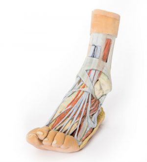 Foot Superficial and Deep Dissection of the Distal Leg and Foot AM01279 - Image 4