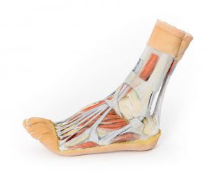 Foot Superficial and Deep Dissection of the Distal Leg and Foot AM01279 - Image 5