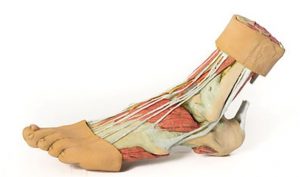 Foot Structures of the Plantar Surface AM01280 - Image 2
