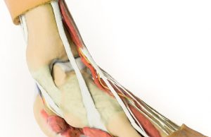 Foot Structures of the Plantar Surface AM01280 - Image 3