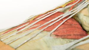 Foot Structures of the Plantar Surface AM01280 - Image 4