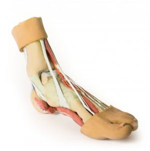 Foot Structures of the Plantar Surface AM01280 - Image 5