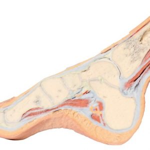 Foot Parasagittal Cross Section AM01275