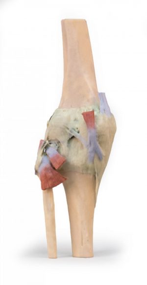 Model of Knee Joint in Neutral Position