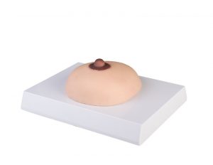 Breast Cancer Palpation Model