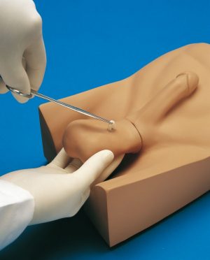 No Scalpel Vasectomy NSV Model