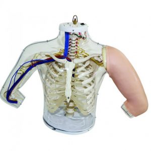 Model of Shoulder and Arm Anatomy i.m. Injection Technique